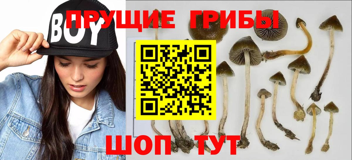 Кстово  Галлюциногенные грибы Cubensis  наркошоп  Вход с VPN 