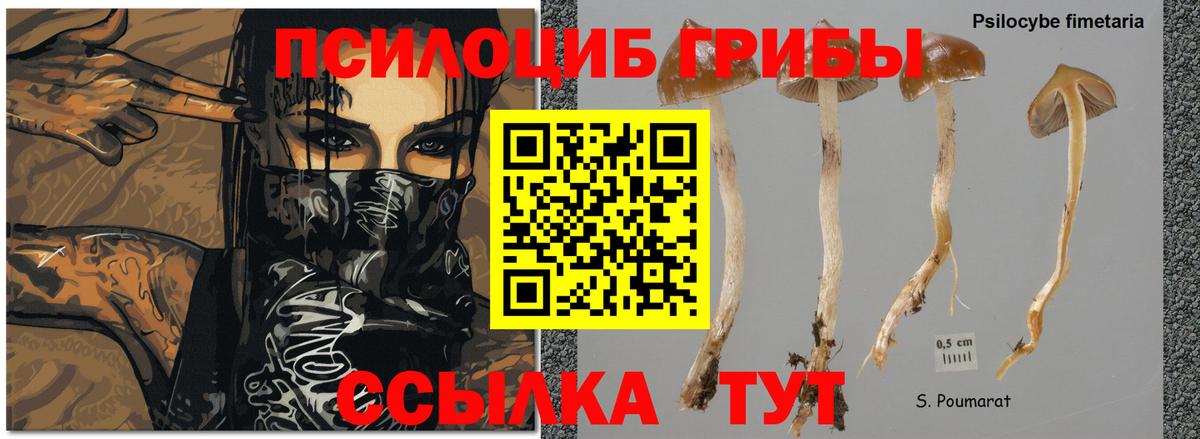 Галлюциногенные грибы Cubensis Кстово